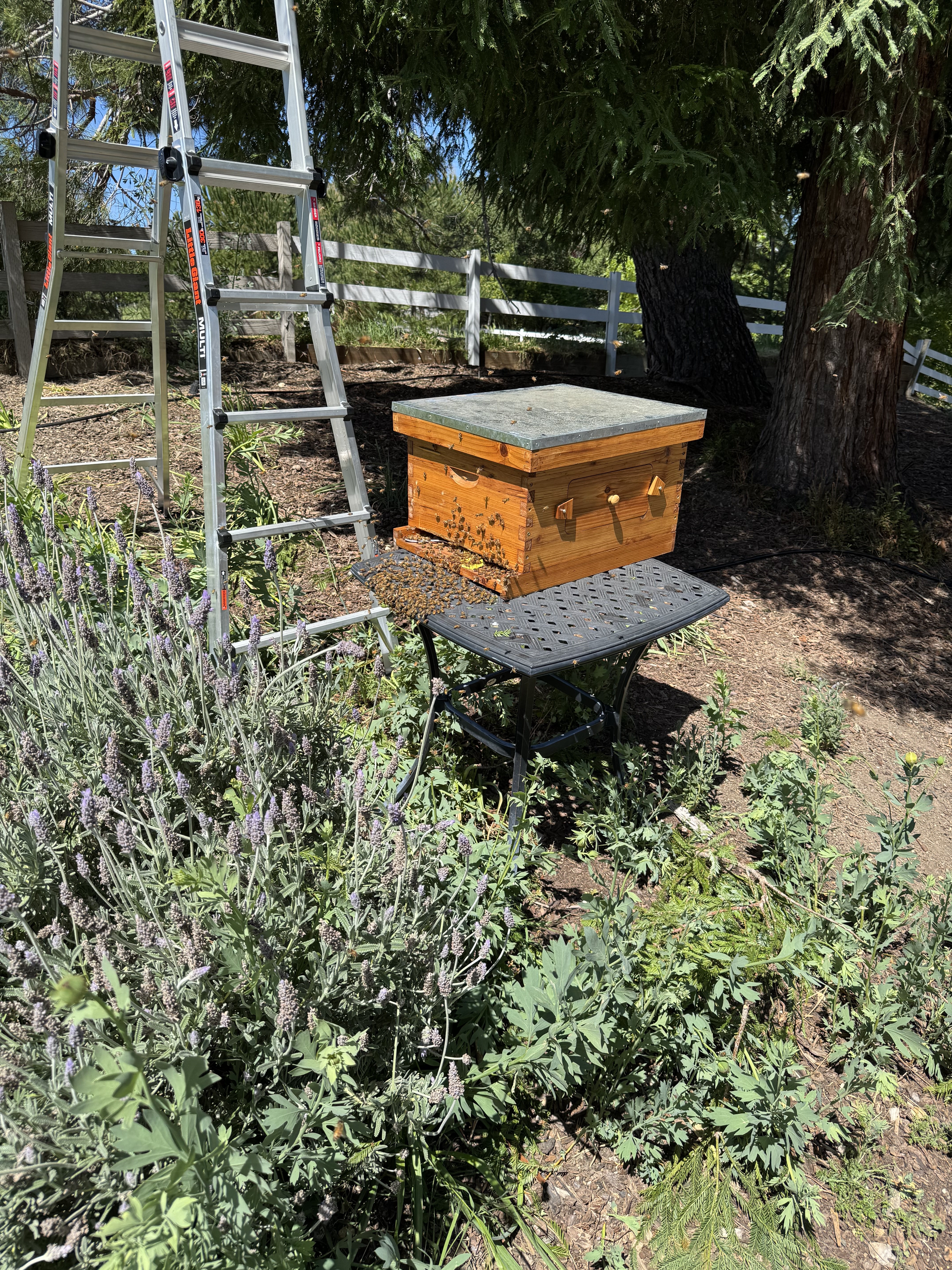 Bee Swarm Removal