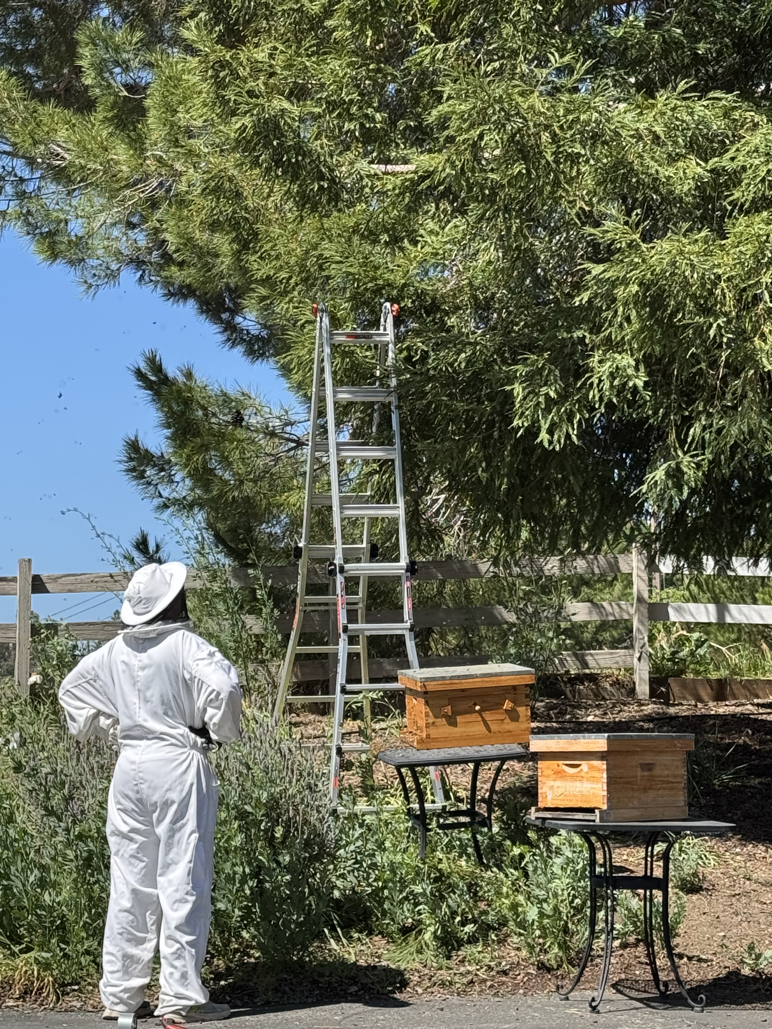 Bee swarm being safely caught by beekeepers
